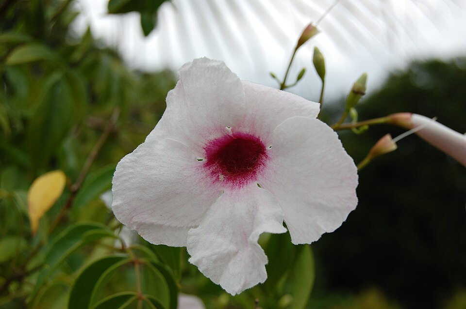 Pandorea jasminoides (Bower Plant) (alternate view 9)