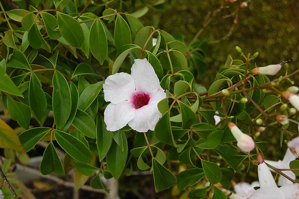 Pandorea jasminoides (Bower Plant) (alternate view 10)