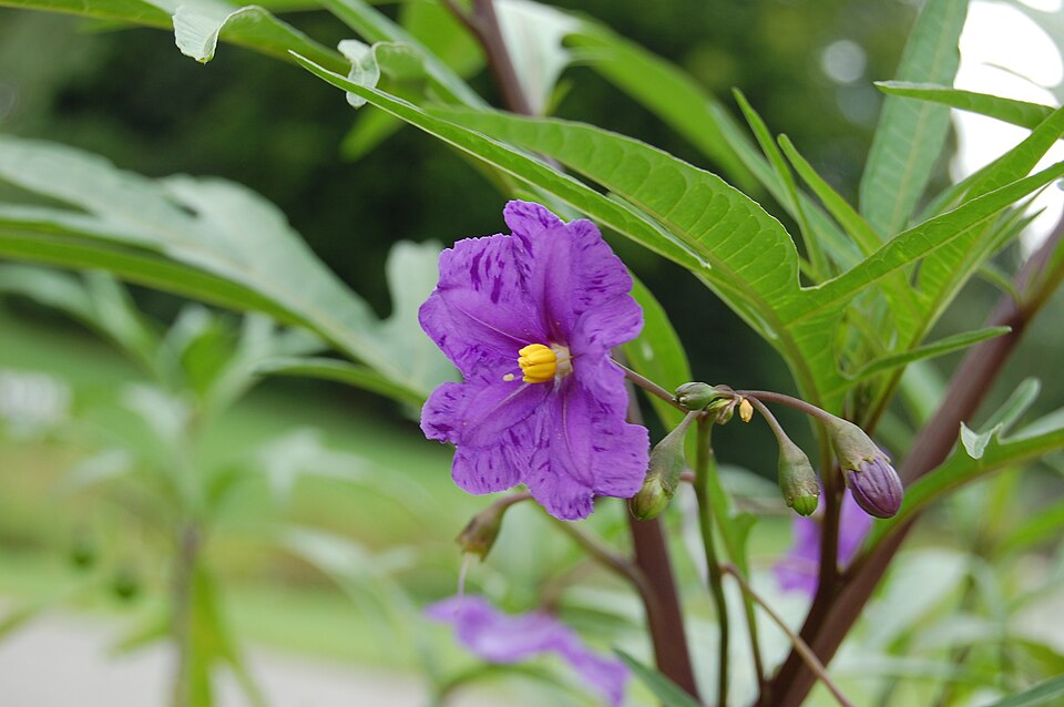Solanum laciniatum (kangaroo-apple)