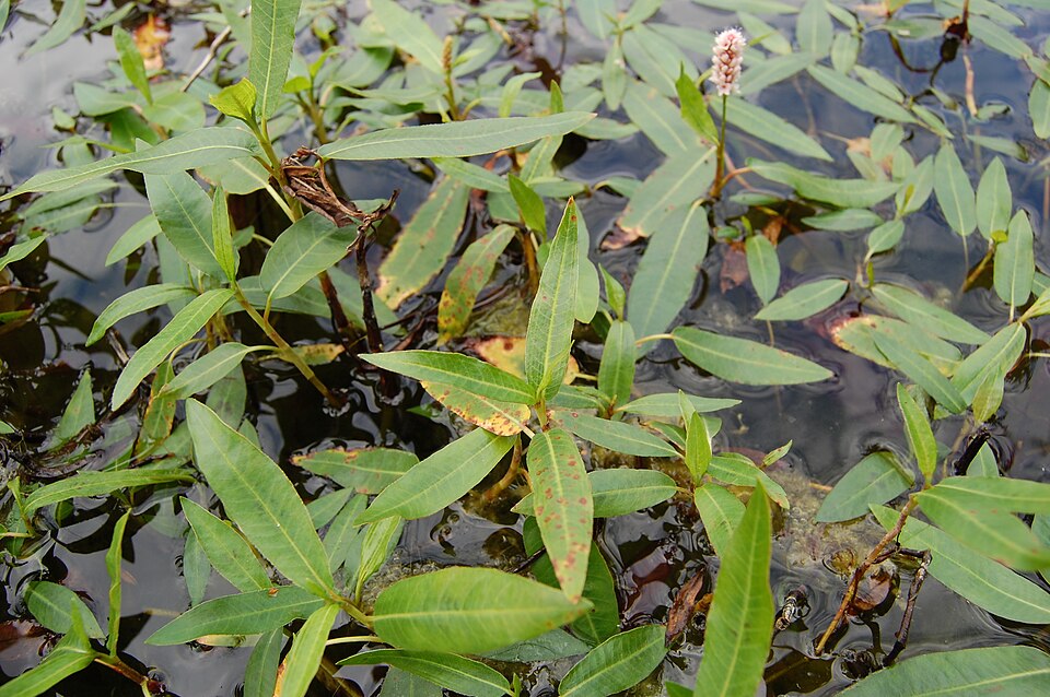 Persicaria amphibia (water smartweed)