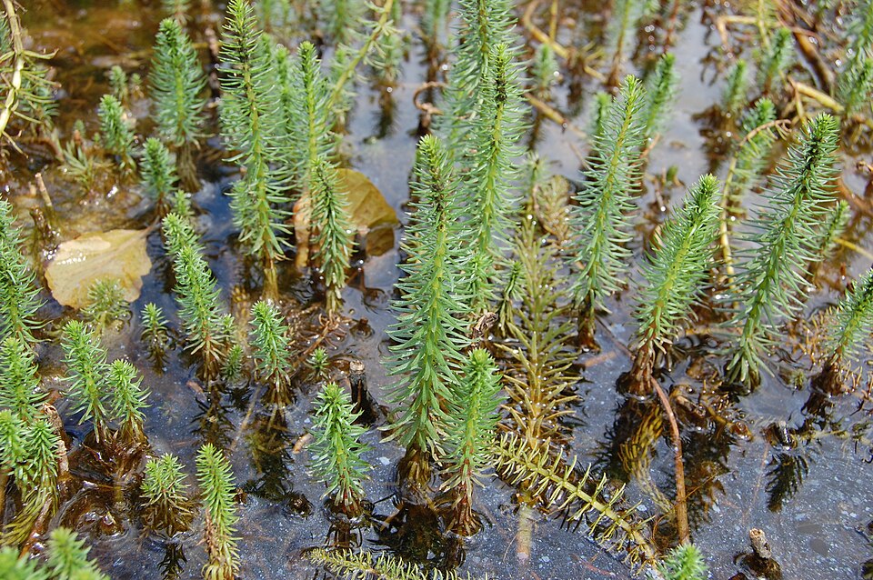 Hippuris vulgaris (Common Mare's Tail) (alternate view 8)