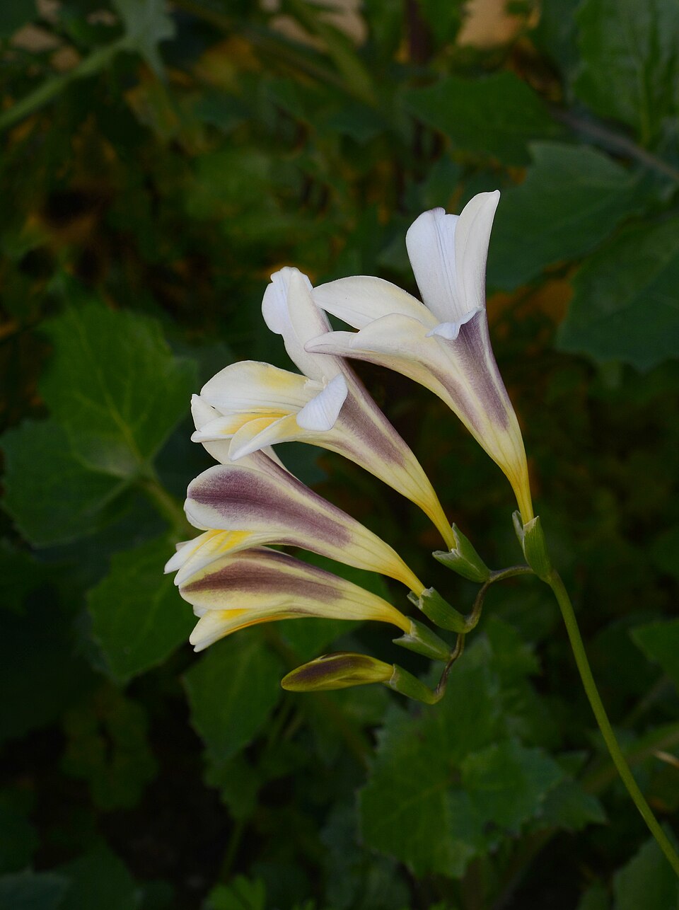 Freesia leichtlinii (Dune Kammetjie) (alternate view 10)