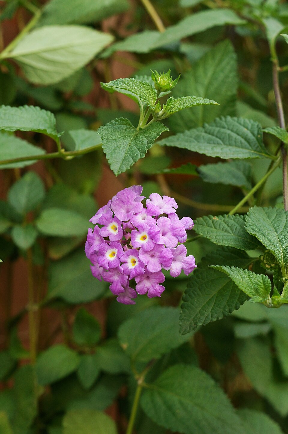 Lantana montevidensis (creeping lantana) (alternate view 2)