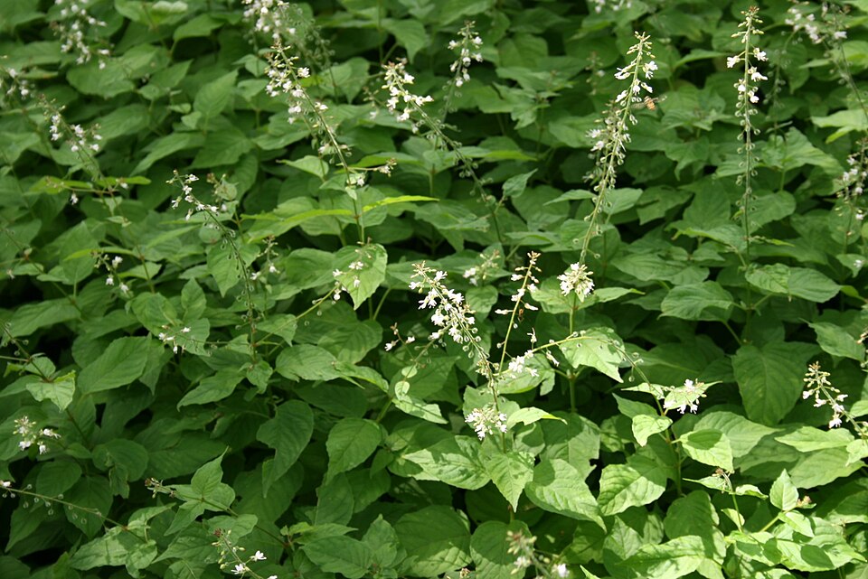Circaea lutetiana (enchanter's-nightshade)