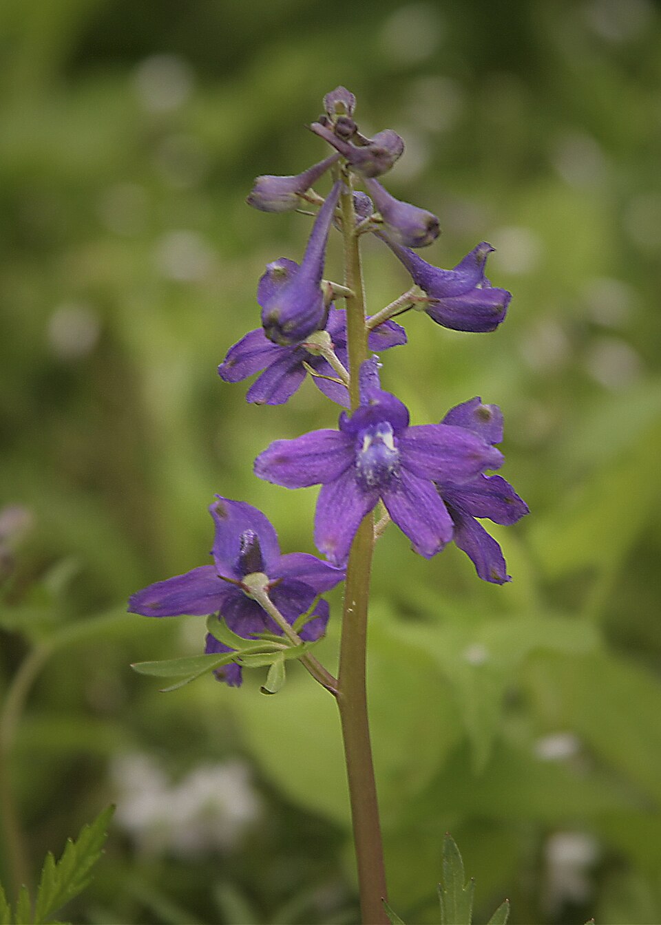 Delphinium tricorne (dwarf larkspur) (alternate view 6)