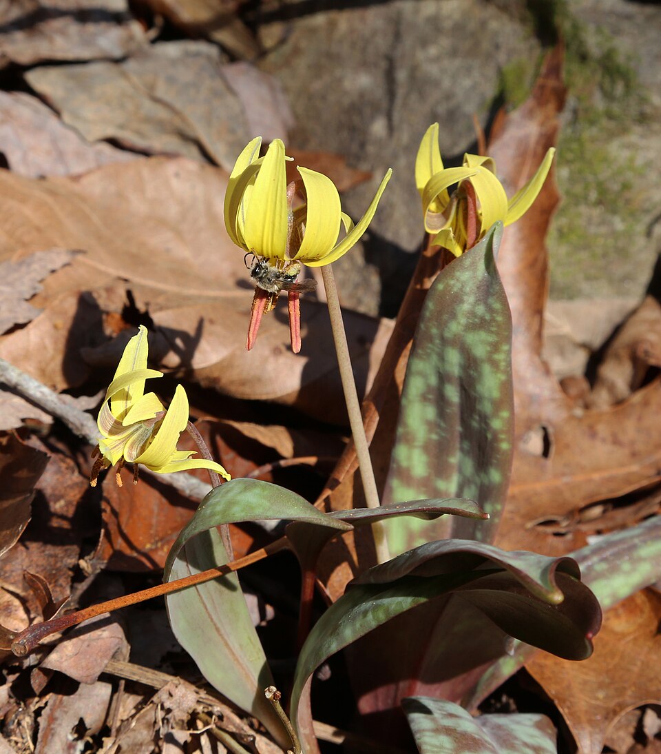 Erythronium americanum (Yellow Trout Lily) (alternate view 7)