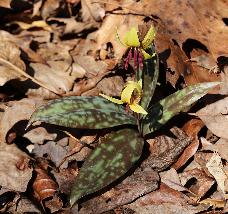 Erythronium umbilicatum (dimpled trout lily) (alternate view 9)