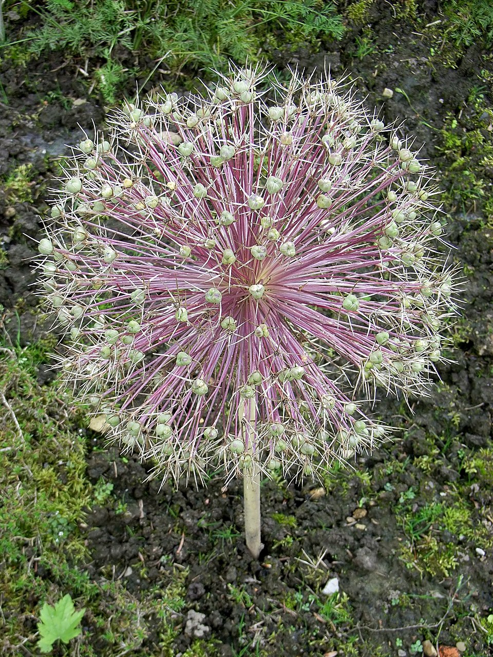Allium cristophii (Star of Persia) (alternate view 7)