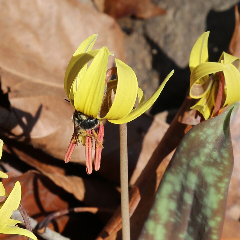 Erythronium americanum (Yellow Trout Lily) (alternate view 8)