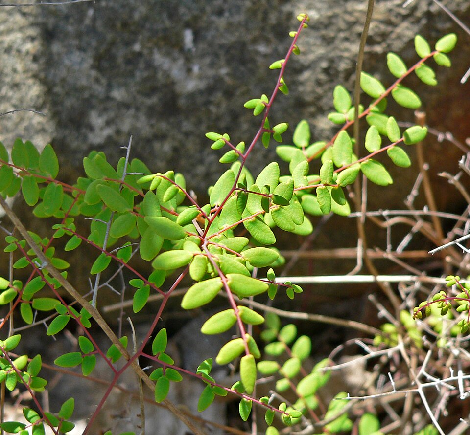 Pellaea andromedifolia (Coffee Fern) (alternate view 6)
