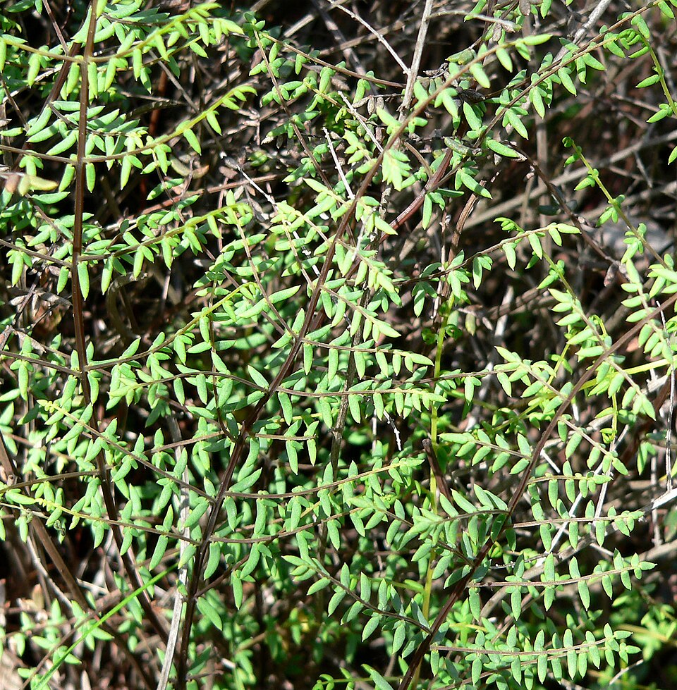 Pellaea mucronata (bird's foot cliffbrake) (alternate view 6)