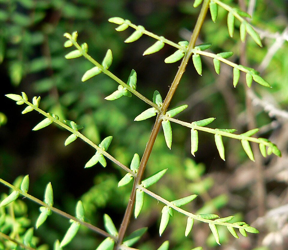 Pellaea mucronata (bird's foot cliffbrake) (alternate view 7)