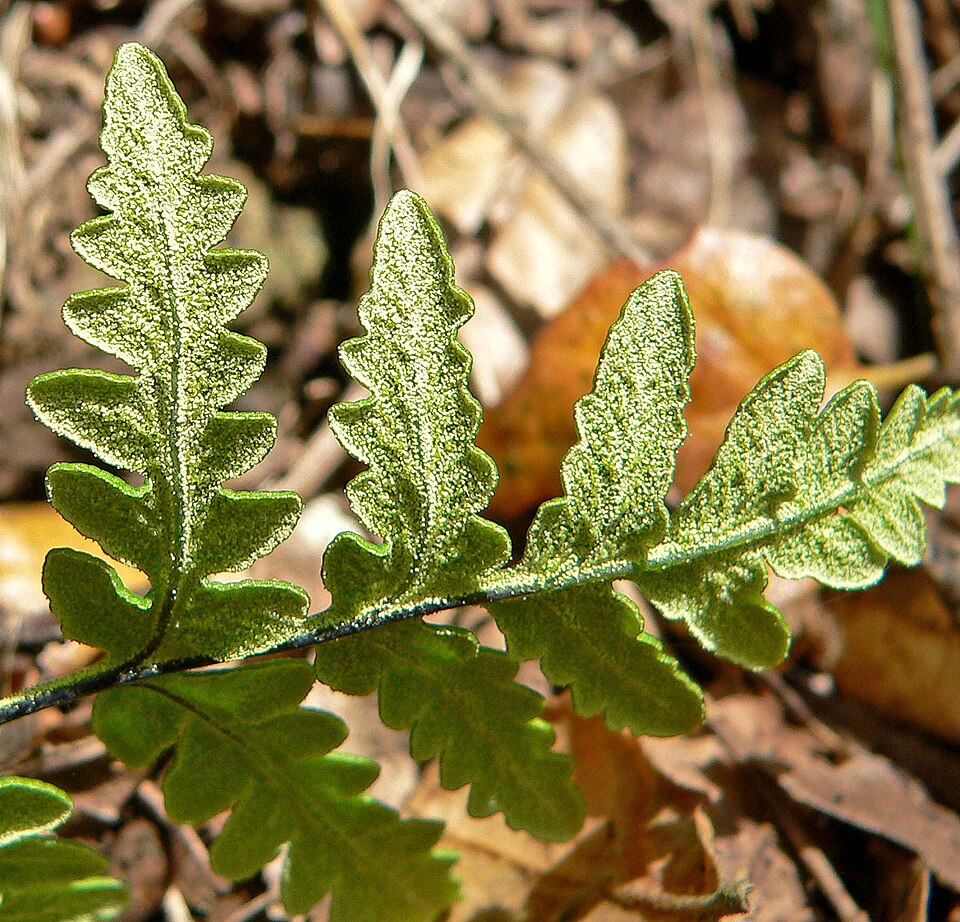 Pentagramma triangularis (goldback fern) (alternate view 2)