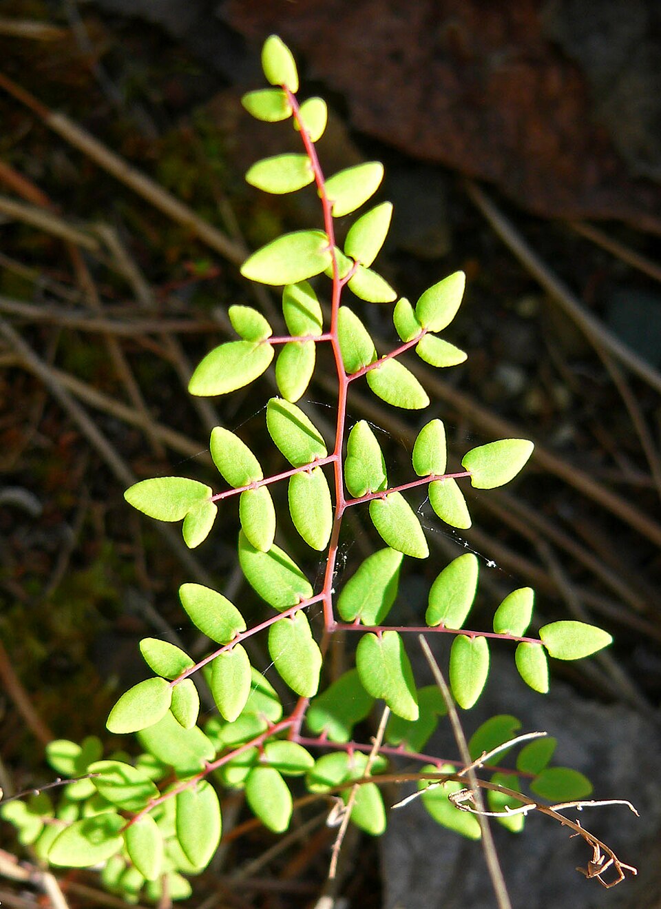 Pellaea andromedifolia (Coffee Fern) (alternate view 7)