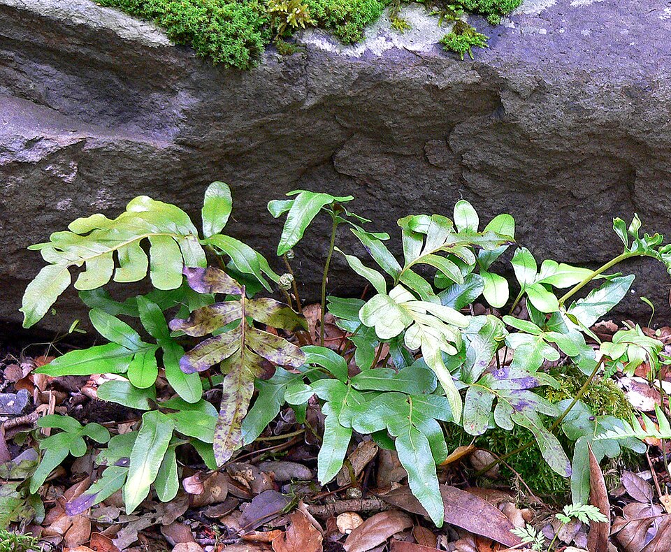 Polypodium scouleri (Scouler's Polypody) (alternate view 6)