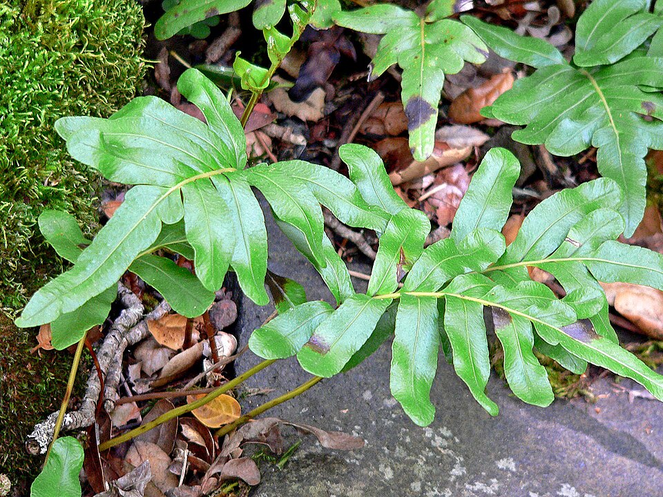 Polypodium scouleri (Scouler's Polypody) (alternate view 7)