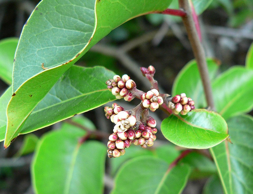 Rhus ovata (sugar bush) (alternate view 7)