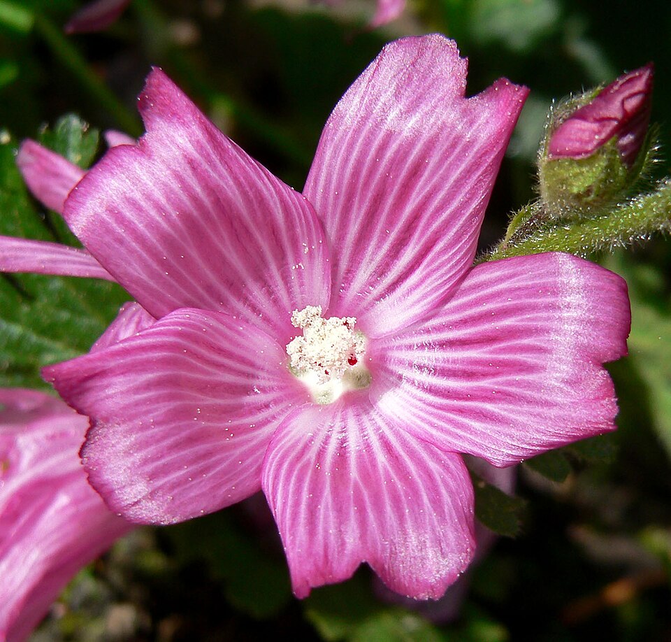 Sidalcea malviflora (Rose Checker-mallow) (alternate view 6)