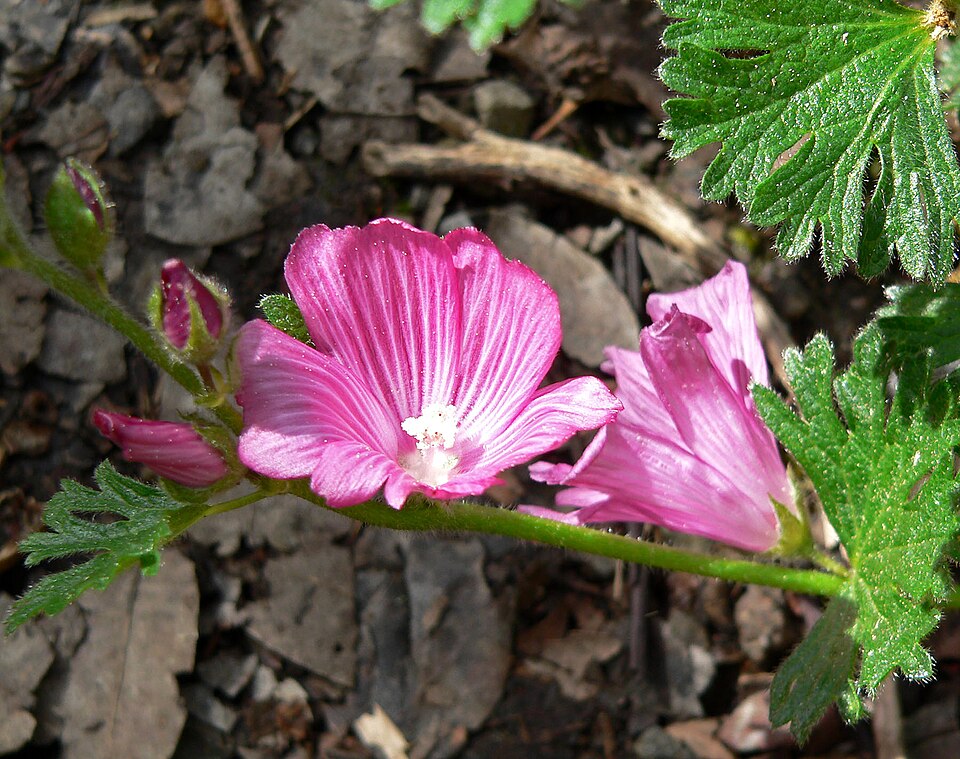 Sidalcea malviflora (Rose Checker-mallow) (alternate view 7)