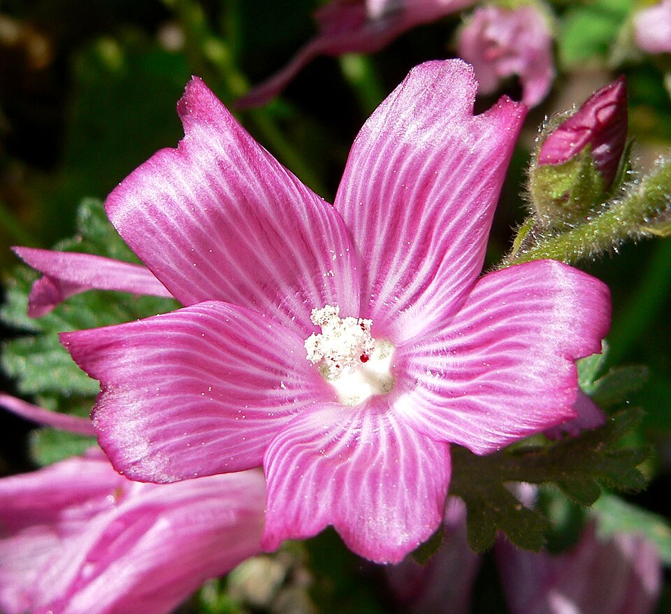 Sidalcea malviflora (Rose Checker-mallow) (alternate view 8)