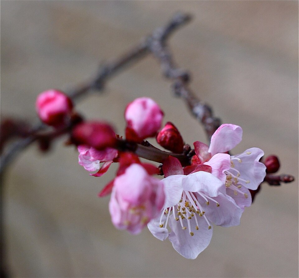 Prunus armeniaca 'Moorpark' (Moorpark Apricot)