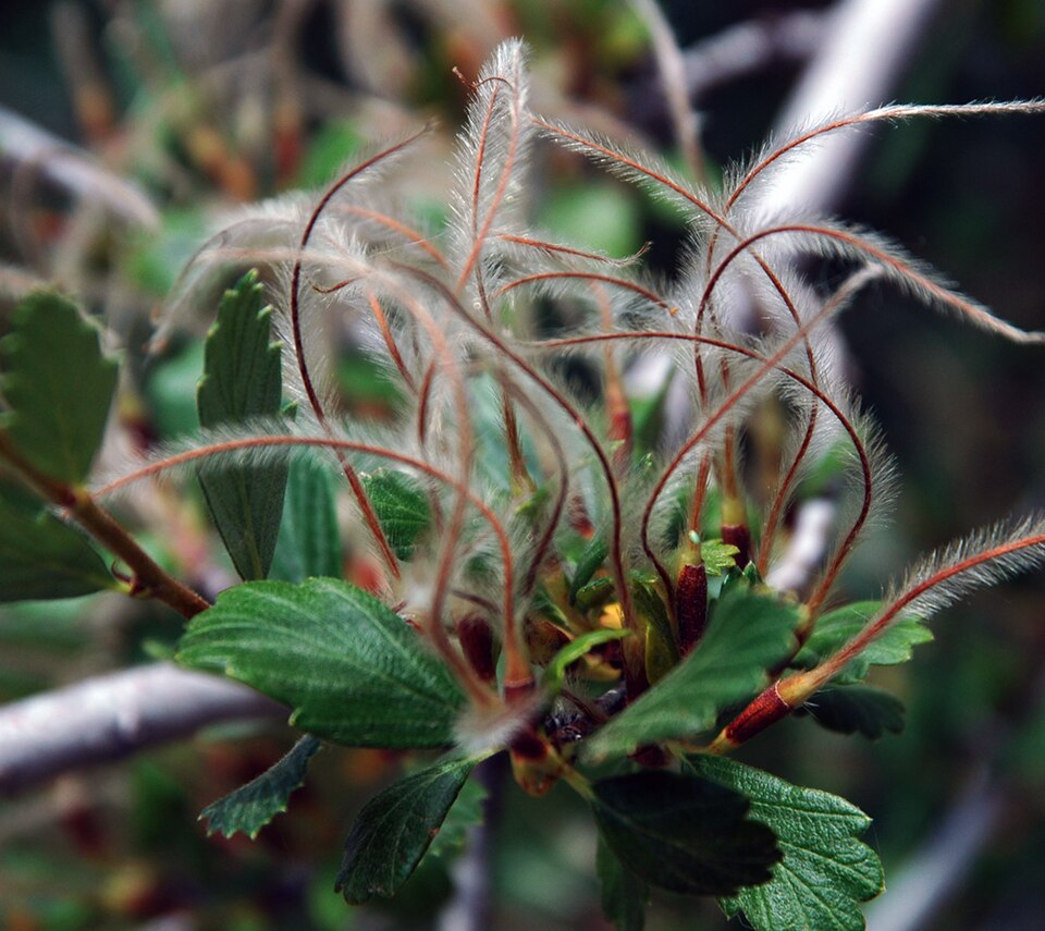Cercocarpus montanus (Alderleaf Mountain Mahogany) (alternate view 6)