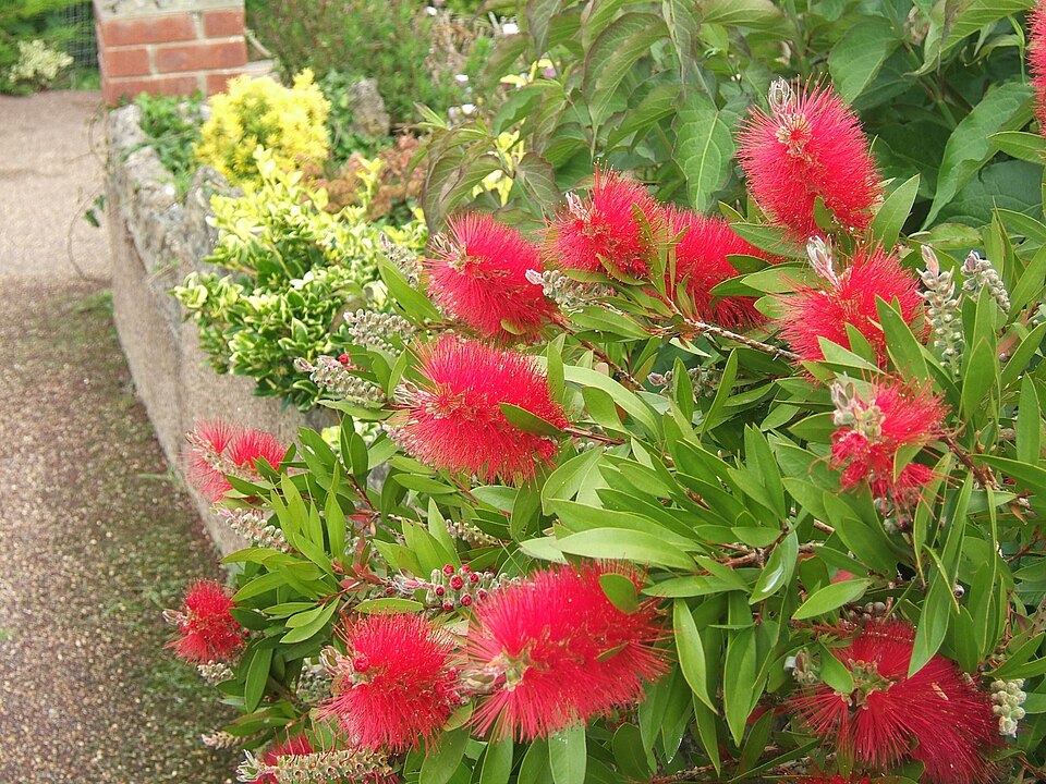 Melaleuca citrina (crimson bottlebrush) (alternate view 9)
