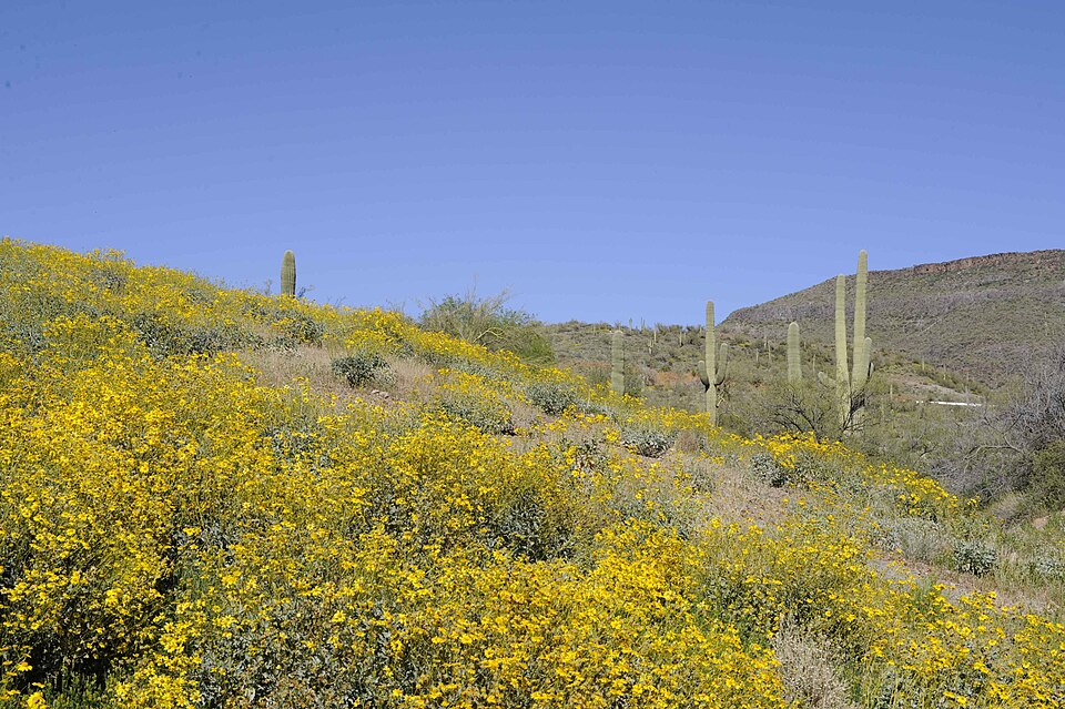 Encelia farinosa (Brittlebush)