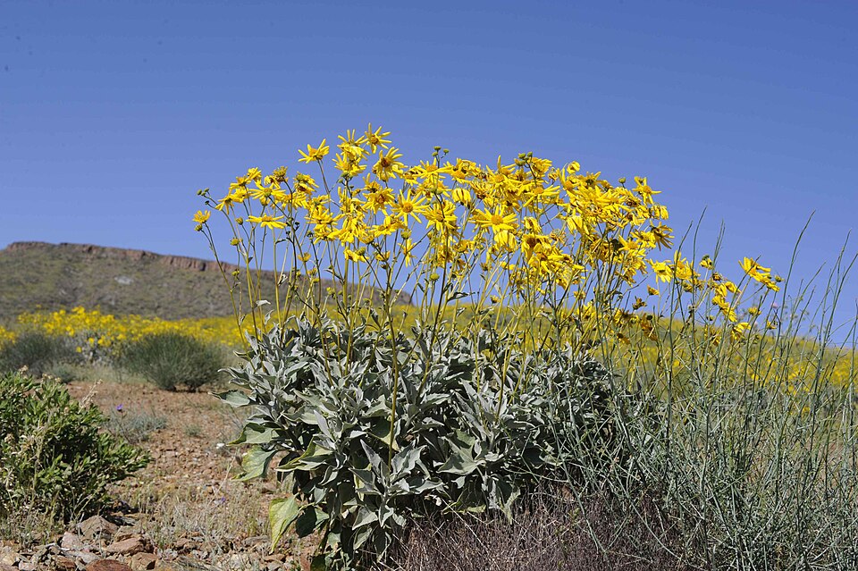 Encelia farinosa (Brittlebush)