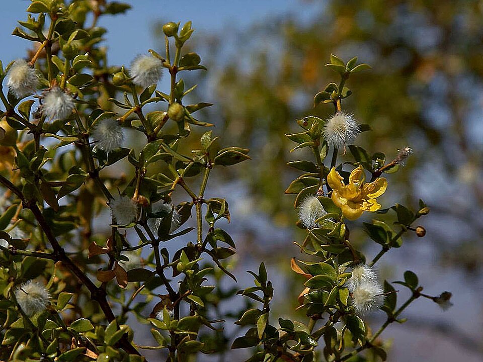 Larrea tridentata (Creosote Bush)