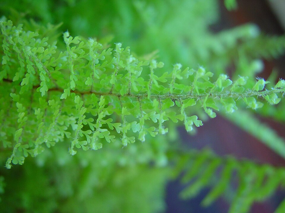 Nephrolepis (sword ferns) (alternate view 3)