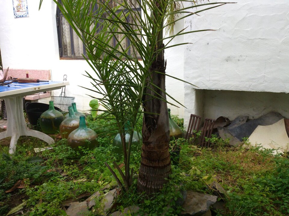 Syagrus romanzoffiana (Queen Palm)