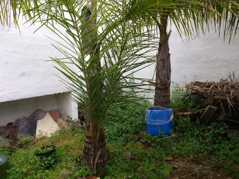 Syagrus romanzoffiana (Queen Palm)