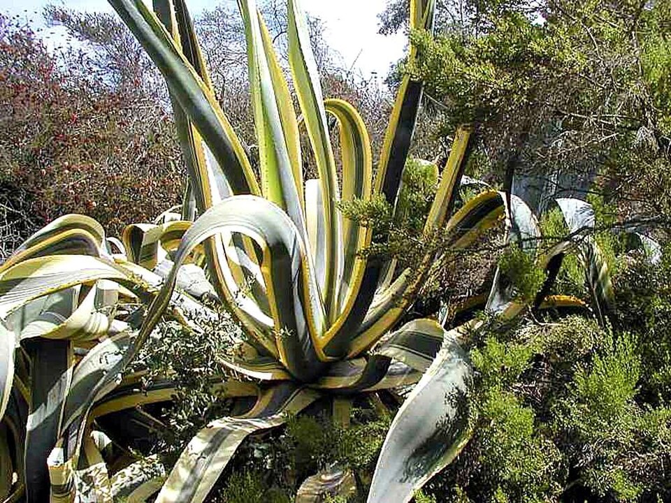 Agave americana 'Variegata' (Variegated Century Plant) (alternate view 5)