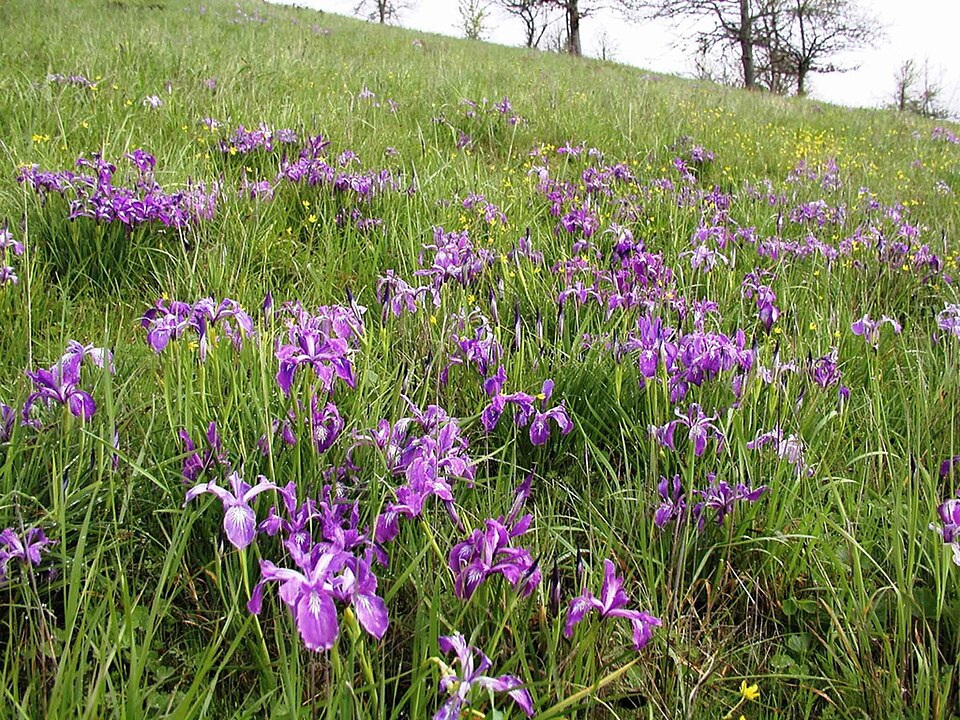 Iris tenax (Oregon Flag Iris) (alternate view 7)
