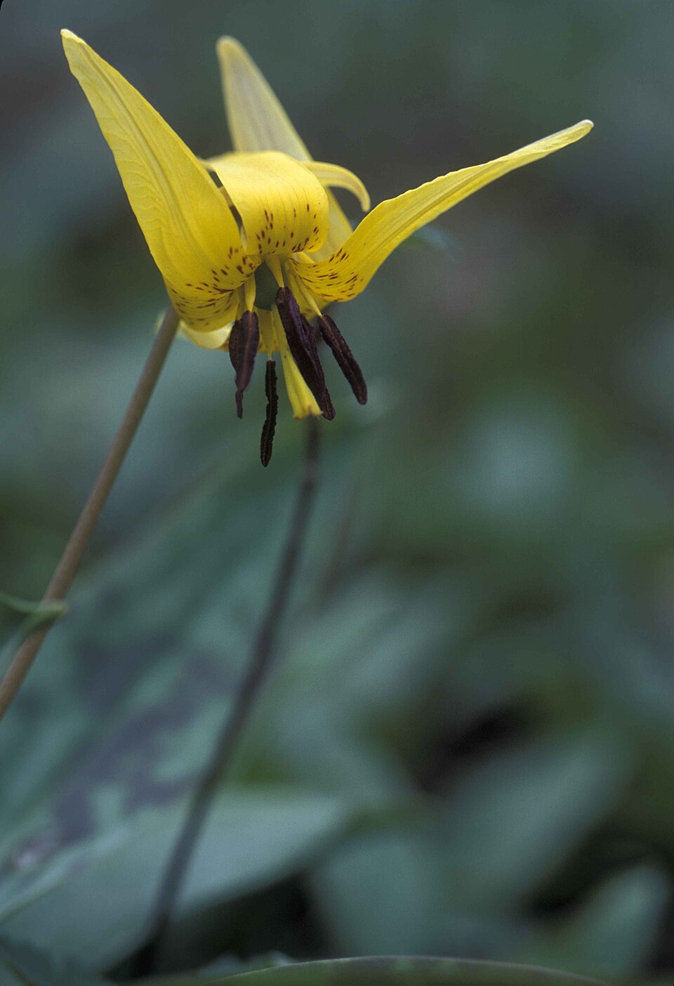 Erythronium americanum (Yellow Trout Lily) (alternate view 9)