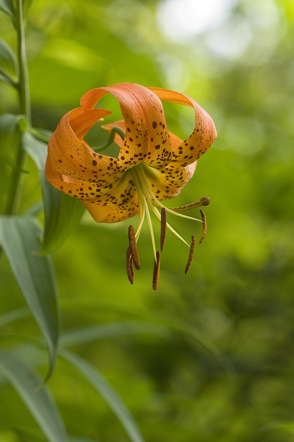 Lilium superbum (Turk's-cap lily) (alternate view 10)