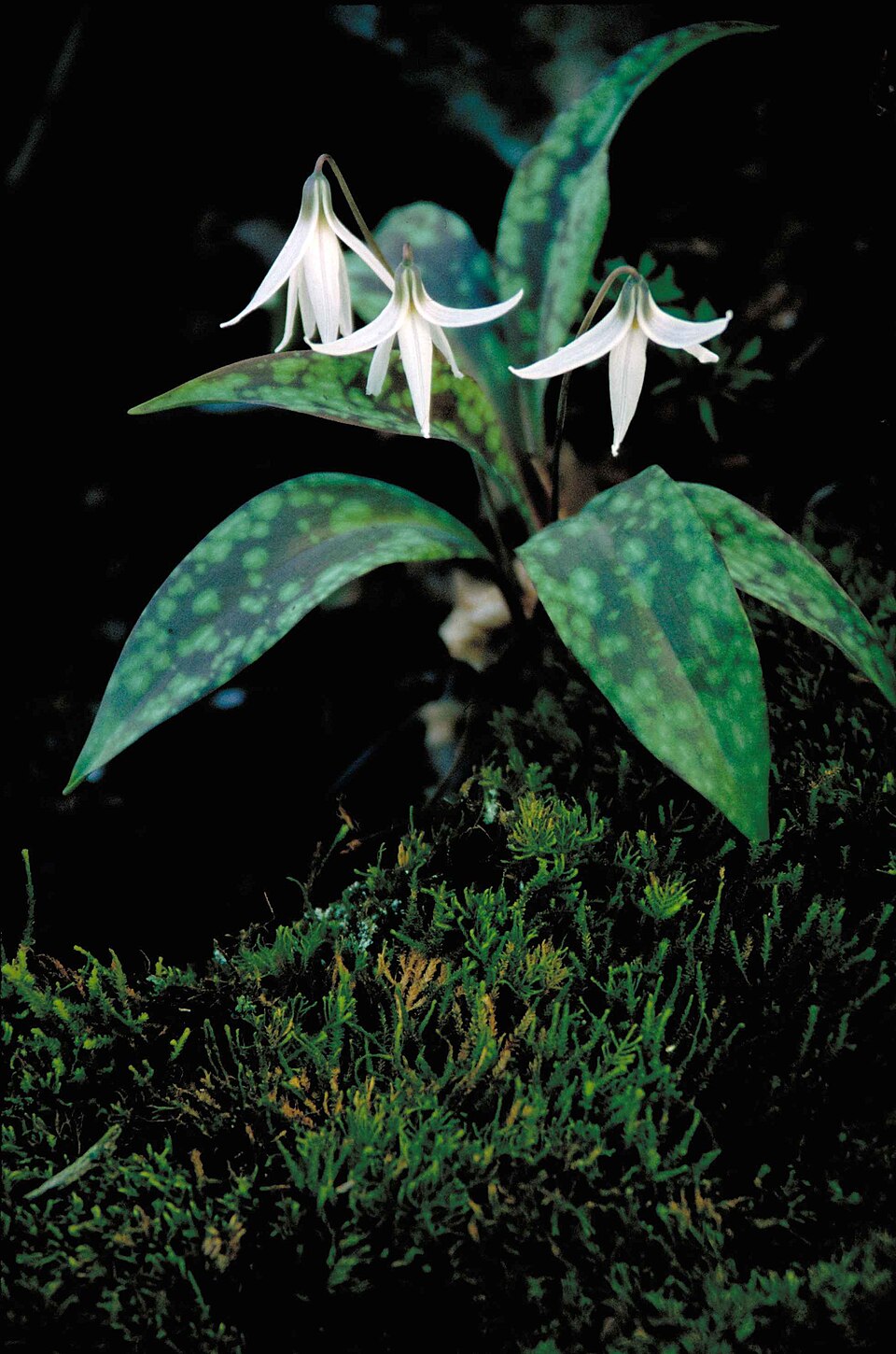 Erythronium albidum (white fawnlily) (alternate view 4)