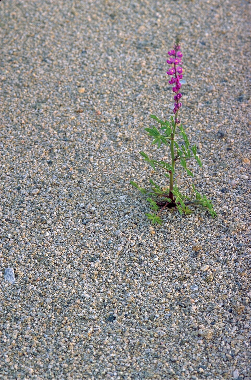 Lupinus arizonicus (Arizona lupine) (alternate view 10)