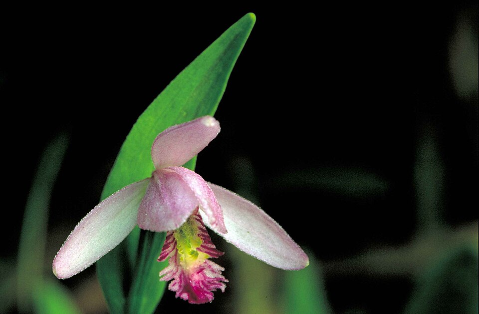 Pogonia ophioglossoides (Rose Pogonia) (alternate view 6)