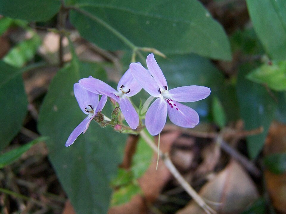 Pseuderanthemum variabile (Pastel Flower) (alternate view 4)