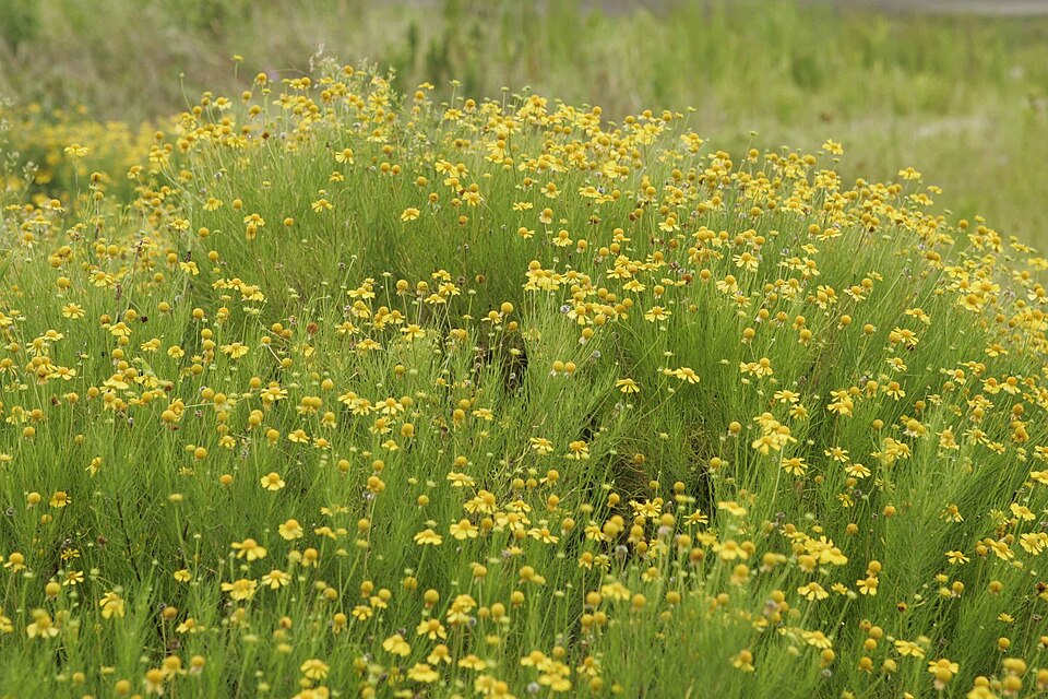Helenium amarum (Bitterweed) (alternate view 3)