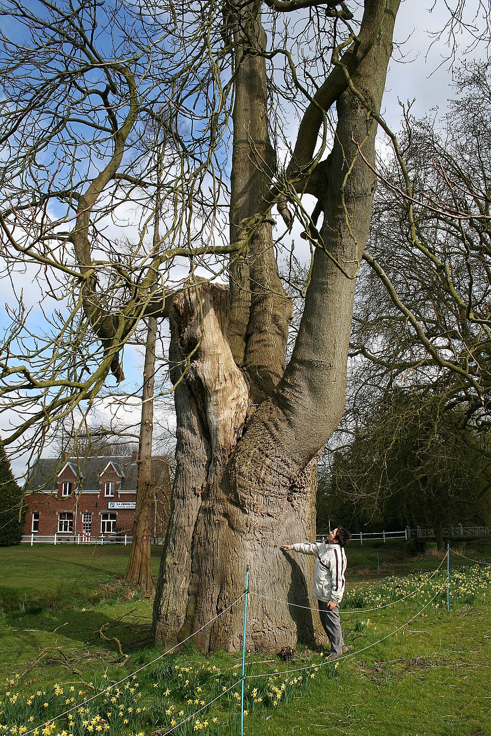 Ailanthus altissima (tree of heaven) (alternate view 3)