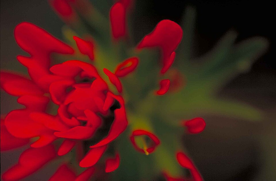 Castilleja coccinea (Painted-cup paintbrush) (alternate view 2)