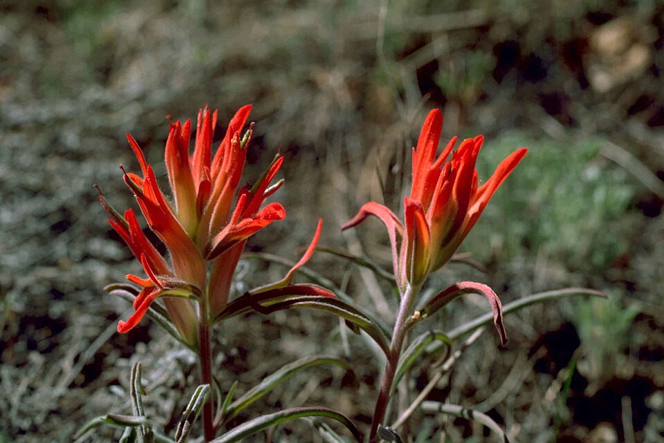 Castilleja coccinea (Painted-cup paintbrush) (alternate view 3)