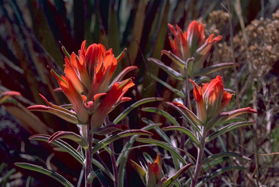 Castilleja coccinea (Painted-cup paintbrush) (alternate view 4)