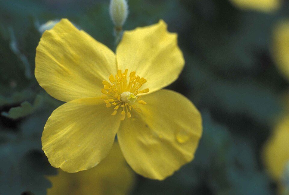 Chelidonium diphyllum (Celandine Poppy) (alternate view 4)