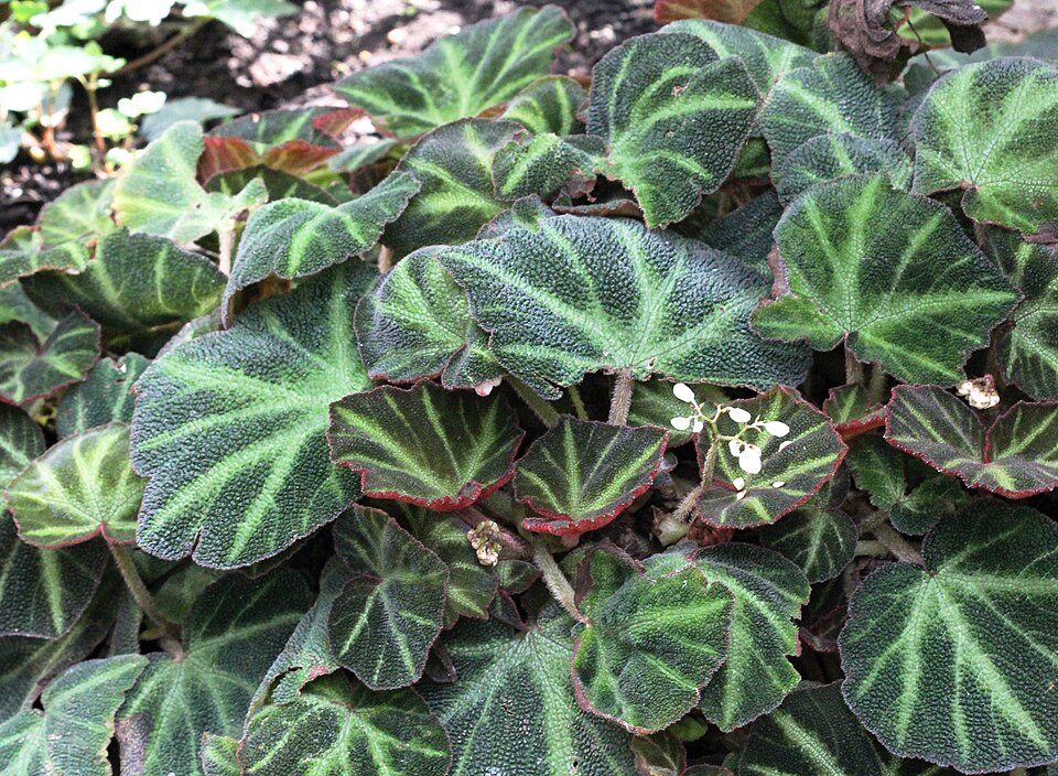 Begonia soli-mutata (Begonia Soli-Mutata) (alternate view 3)