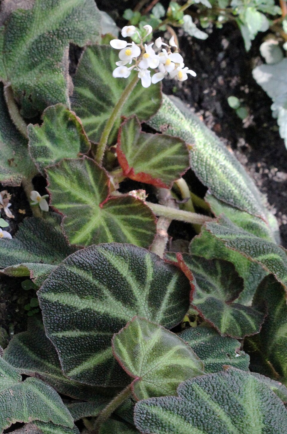 Begonia soli-mutata (Begonia Soli-Mutata) (alternate view 4)