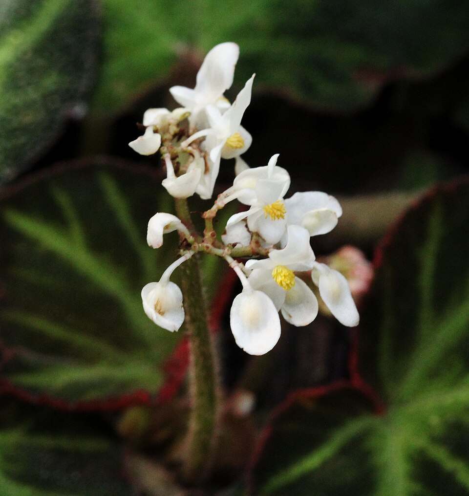 Begonia soli-mutata (Begonia Soli-Mutata) (alternate view 5)